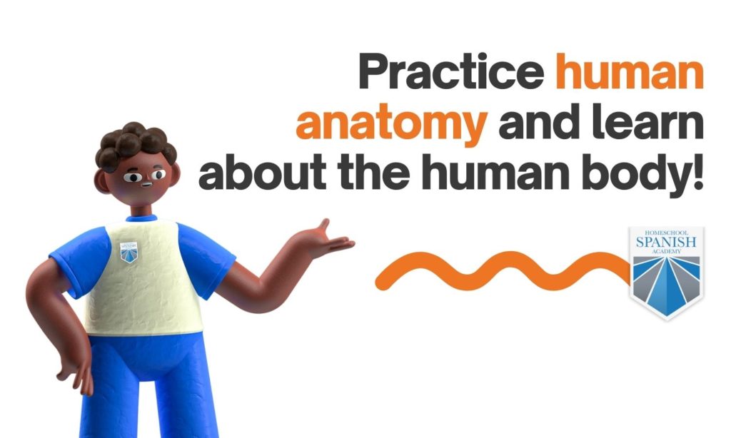Human Anatomy