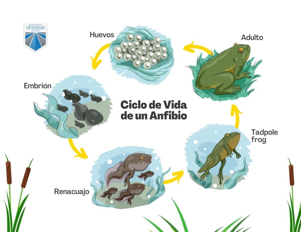Life Cycle