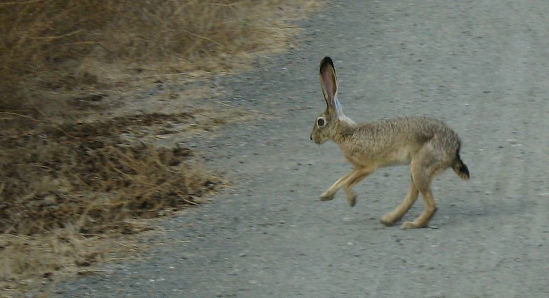 jackrabbit