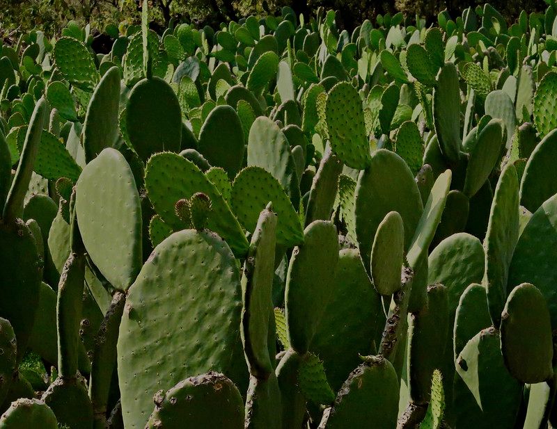 plants