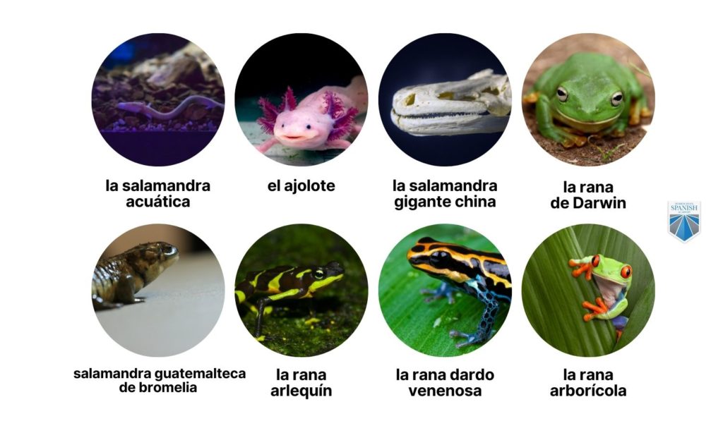 endangered species for kids