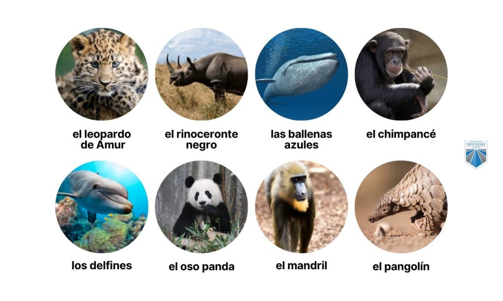 endangered species for kids