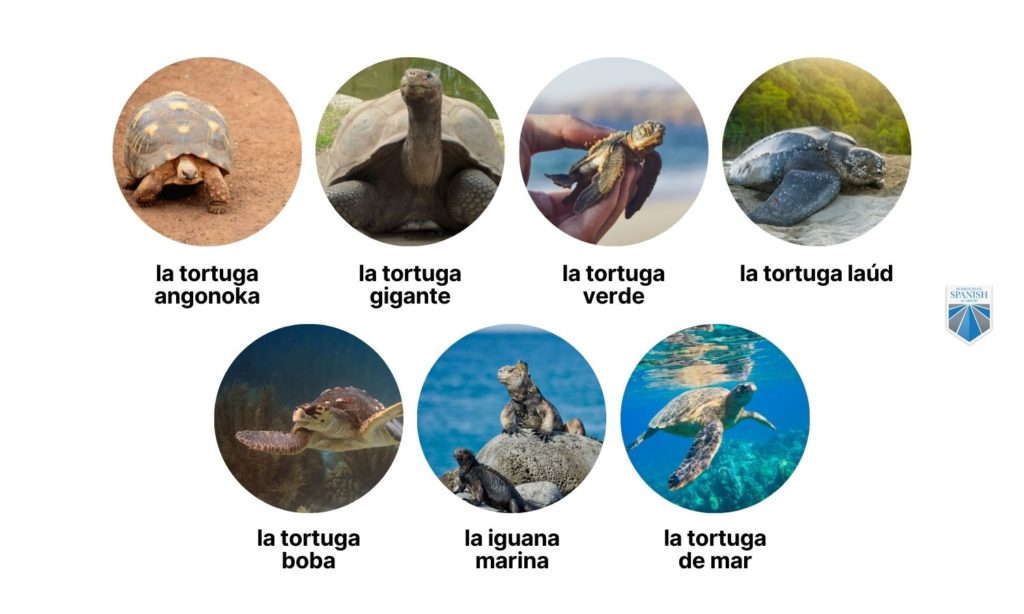 reptiles