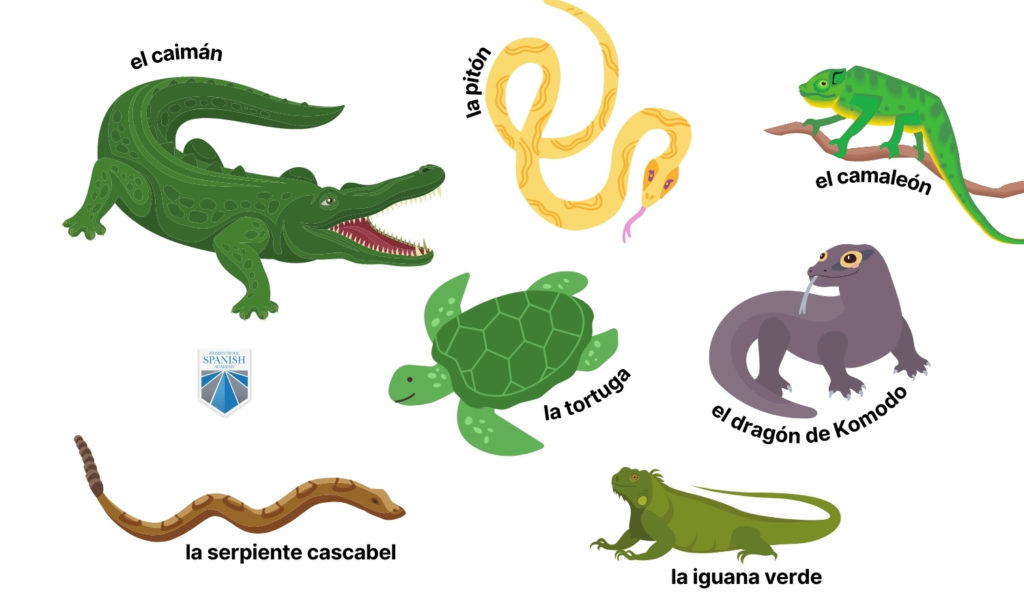 vertebrate animals