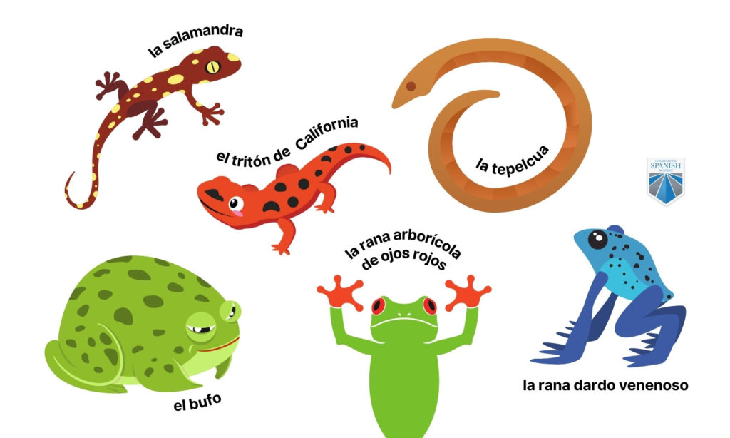 amphibians