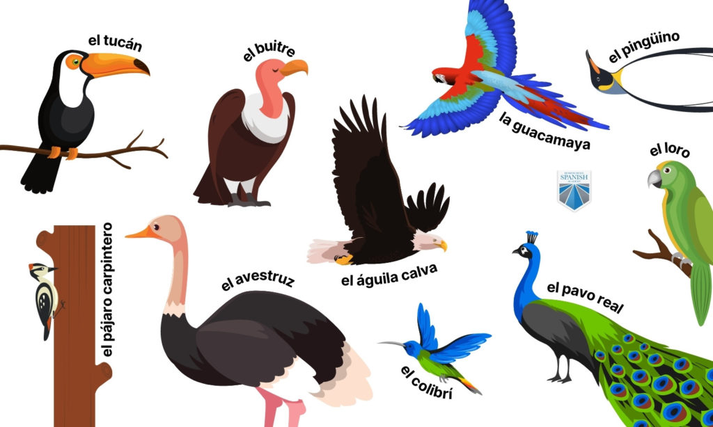 birds