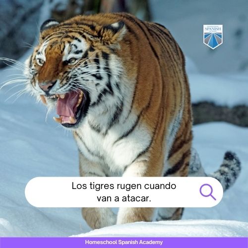 Los tigres rugen cuando van a atacar.