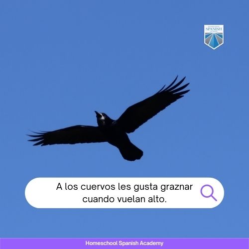 A los cuervos les gusta graznar cuando vuelan alto.