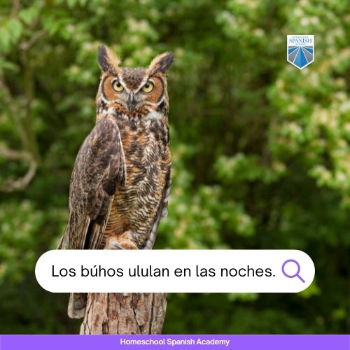 Los búhos ululan en las noches.