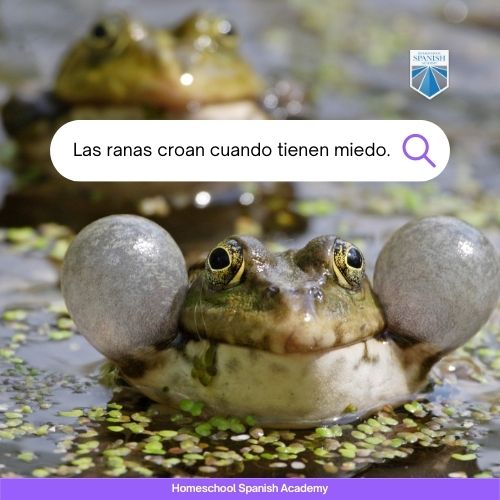 Las ranas croan cuando tienen miedo.