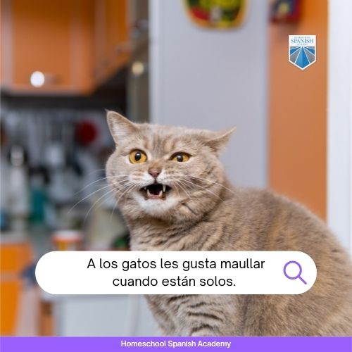 A los gatos les gusta maullar cuando están solos.
