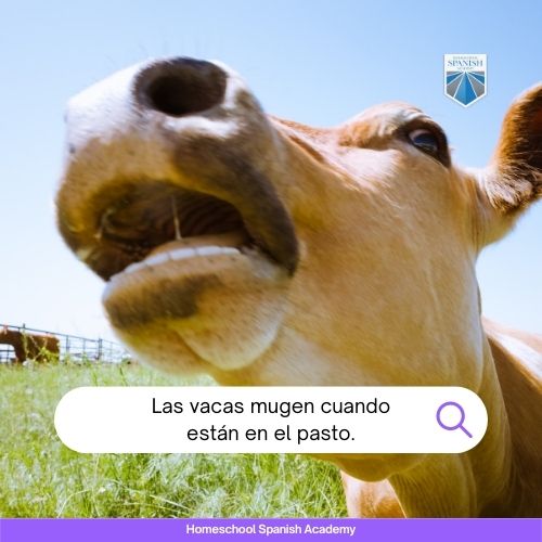 Las vacas mugen cuando están en el pasto.
