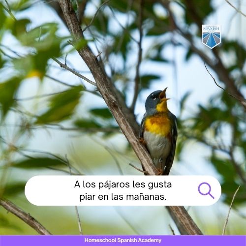 A los pájaros les gusta piar en las mañanas.