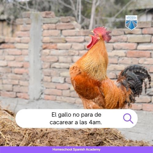 El gallo no para de cacarear a las 4am.