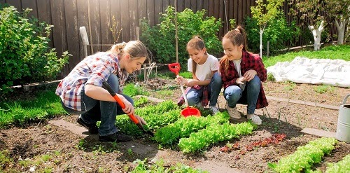 vegetable garden